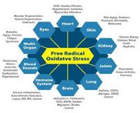 Vrije Radicalen en Oxidatieve stress